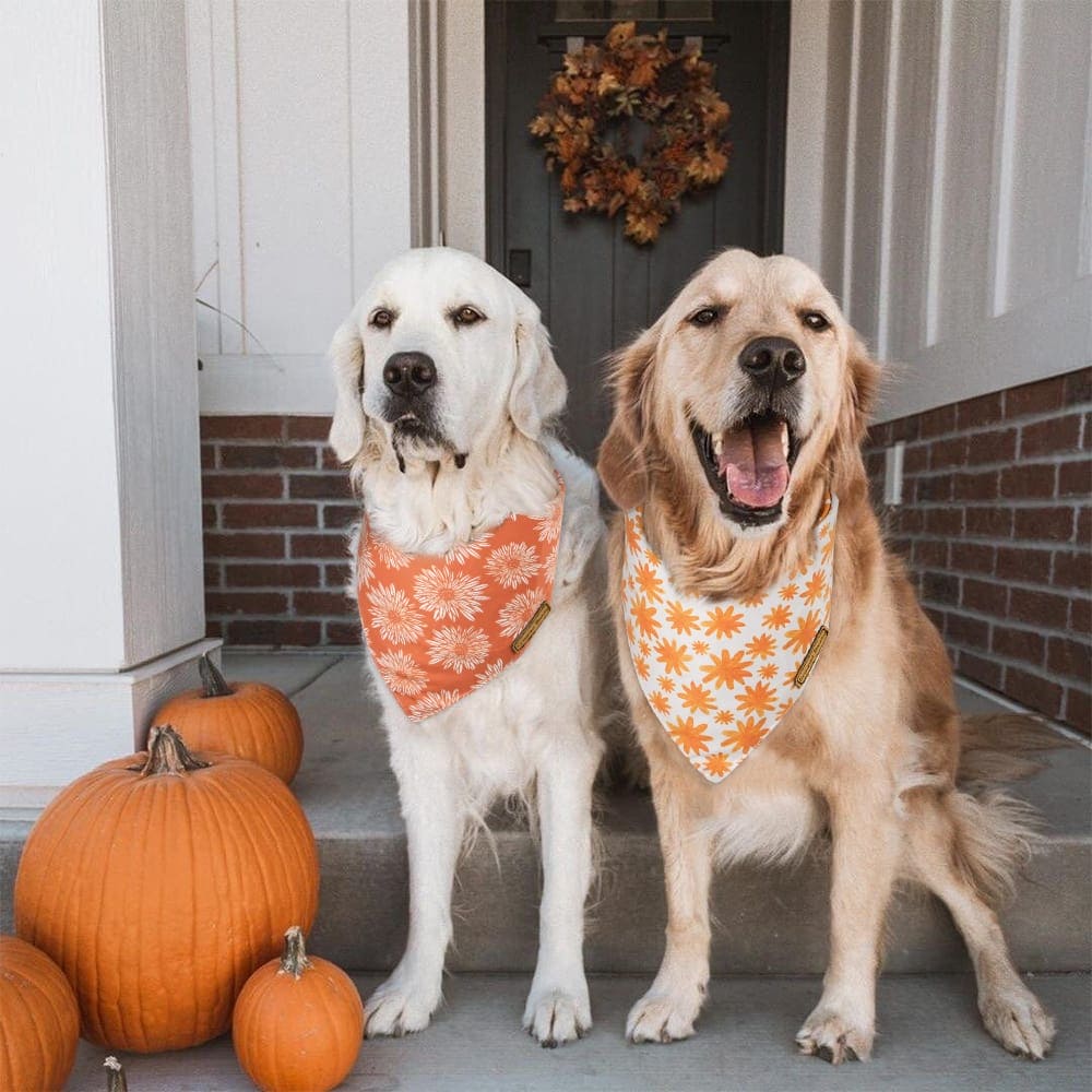 CROWNED BEAUTY Reversible Fall Dog Bandanas - Daisy Polka Dots 2-Pack for Medium to XL Dogs DB64