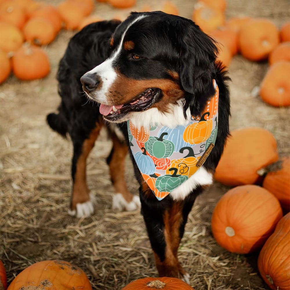 CROWNED BEAUTY Reversible Fall Dog Bandanas - Pumpkins 2-Pack for Medium to XL Dogs DB65