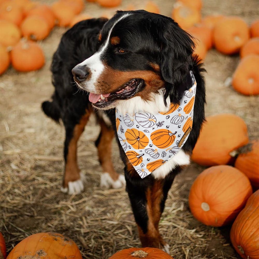 CROWNED BEAUTY Reversible Fall Dog Bandanas - Pumpkins, Maple Leaves 2-Pack for Medium to XL Dogs DB66