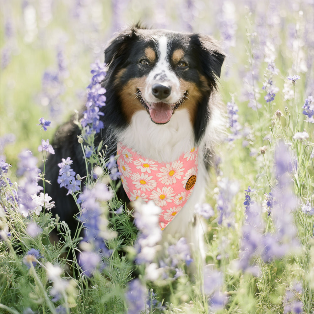 CROWNED BEAUTY Reversible Spring Dog Bandanas -Bloom Buddies Set- 2 Pack for Medium to XL Dogs DB105-L