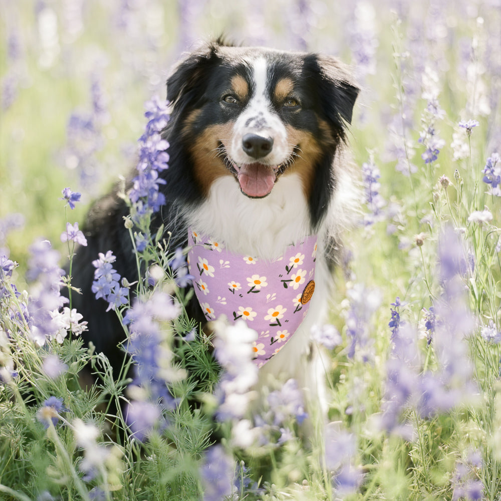 CROWNED BEAUTY Reversible Spring Dog Bandanas -Purple Petals Set- 2 Pack for Medium to XL Dogs DB106