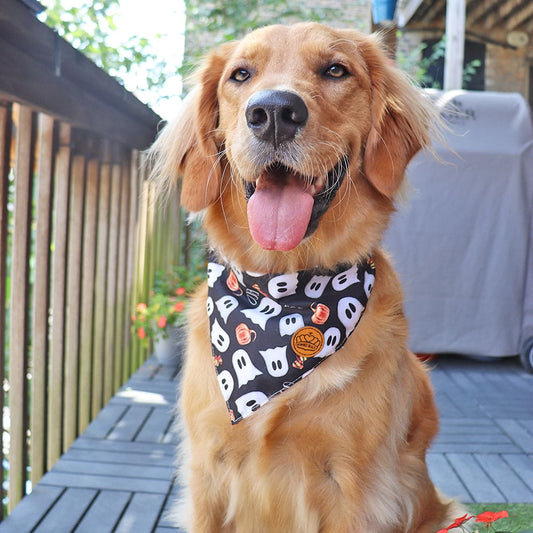 CROWNED BEAUTY Reversible Halloween Dog Bandanas -Spooky Whiskers Set- 2 Pack for Medium to XL Dogs DB135-L