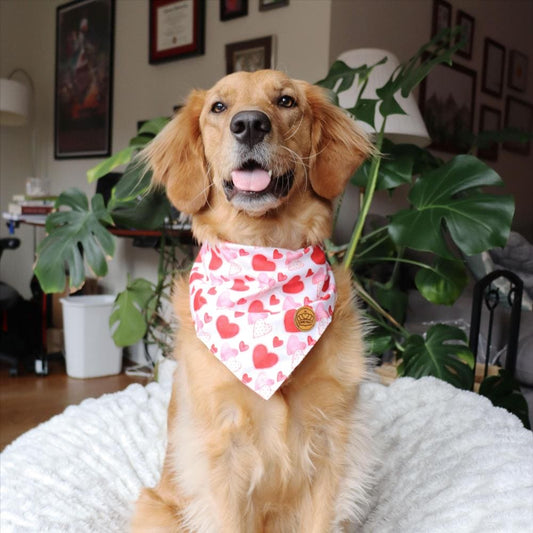 CROWNED BEAUTY Reversible Valentine's Day Dog Bandanas -Love Note Set- 2 Pack for Medium to XL Dogs DB148-L