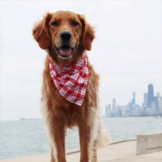 CROWNED BEAUTY Reversible Valentine's Day Dog Bandanas -Love Paws Set- 2 Pack for Medium to XL Dogs DB152-L