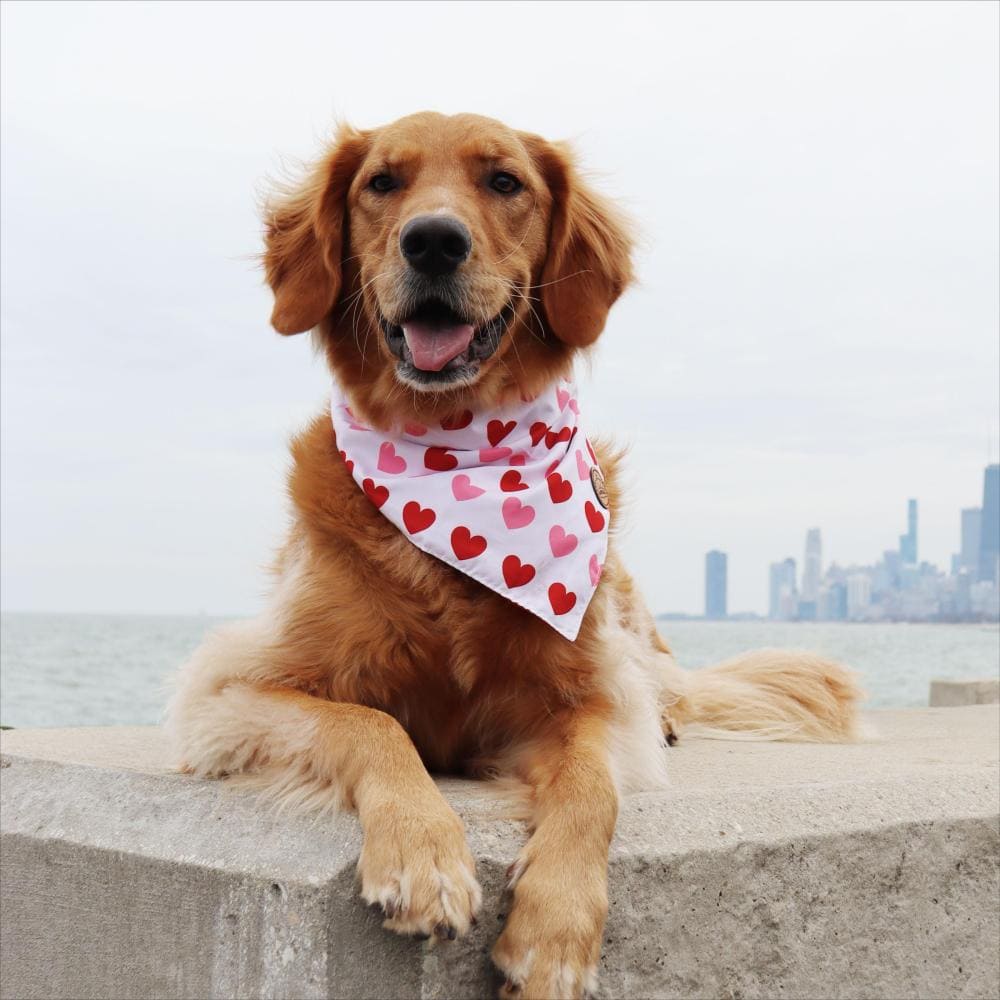 CROWNED BEAUTY Reversible Valentine's Day Dog Bandanas -Love Paws Set- 2 Pack for Medium to XL Dogs DB152-L