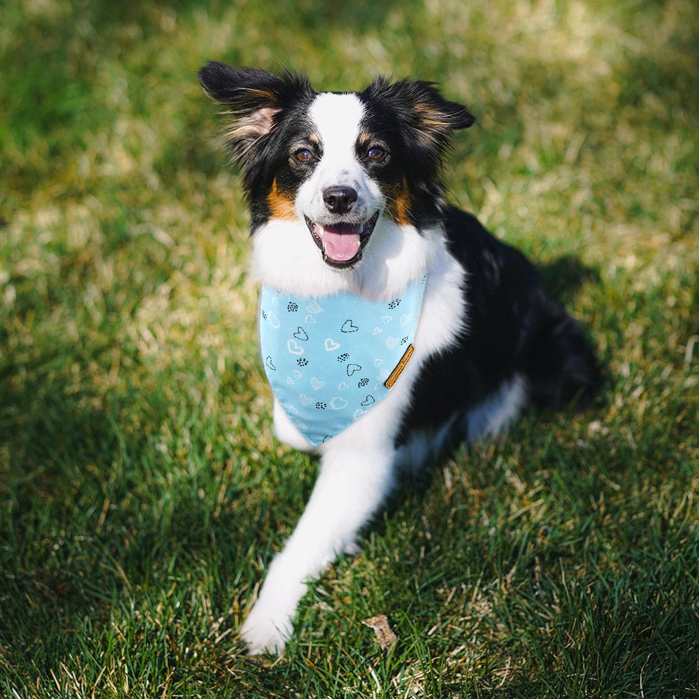 CROWNED BEAUTY Gender Reveal Dog Bandanas Reversible Large 2 Pack, It's a Boy DB51