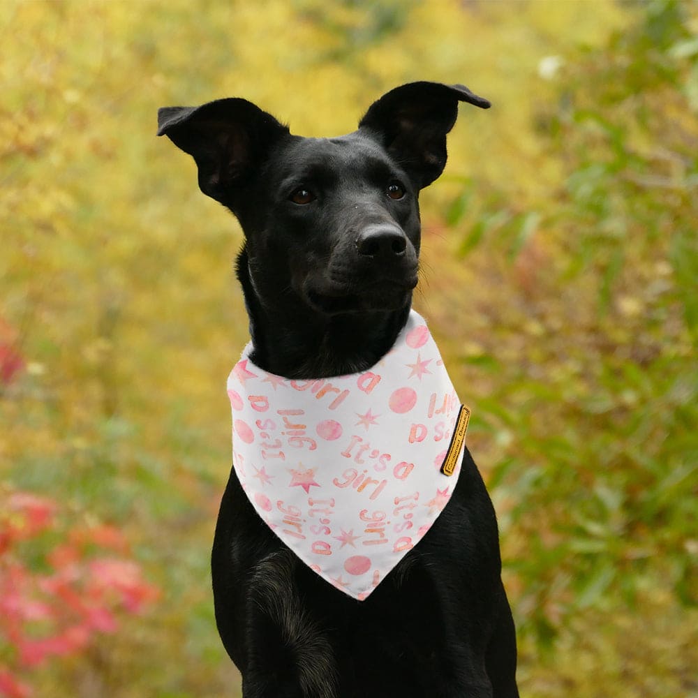 CROWNED BEAUTY Gender Reveal Dog Bandanas Reversible Large 2 Pack, It's a Girl DB52