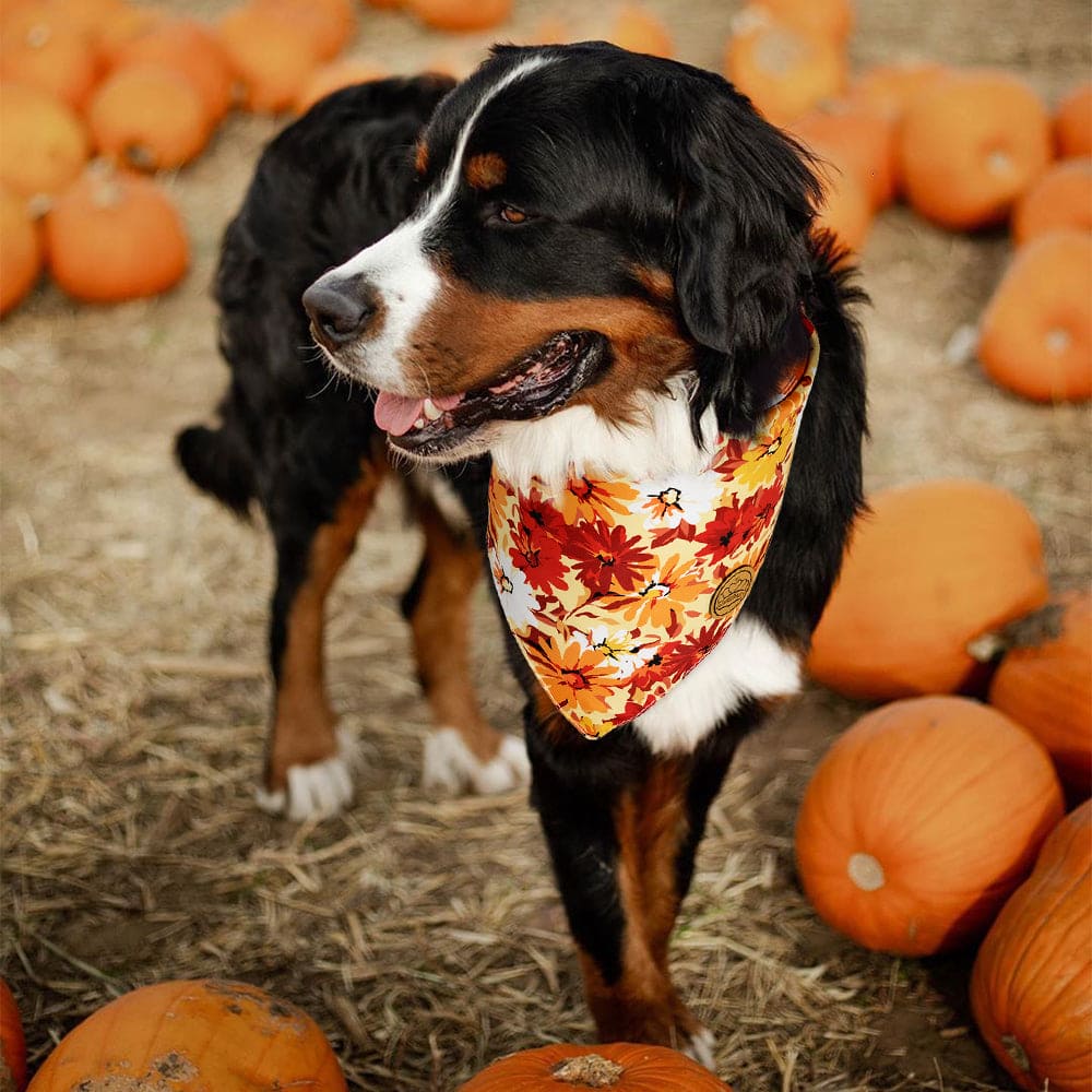 CROWNED BEAUTY Reversible Fall Dog Bandanas - Floral Set-2 Pack for Medium to XL Dogs DB74