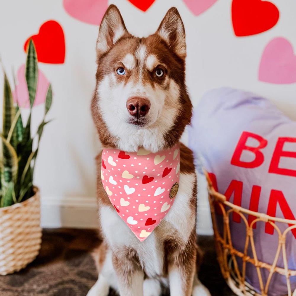 CROWNED BEAUTY Reversible Valentines Day Dog Bandanas -Floral Heart Set- 2 Pack for Medium to XL Dogs DB87