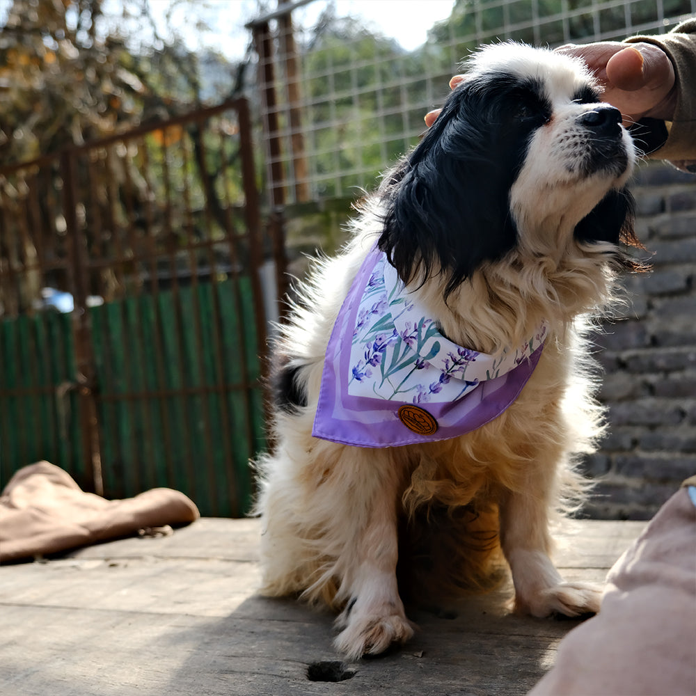 CROWNED BEAUTY Spring Dog Bandanas Reversible Large 2 Pack, Lavender Set, DB35