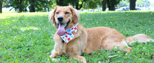 Celebrate Independence Day with Crowned Beauty's 4th of July Dog Bandanas