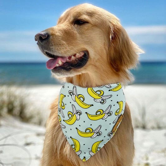 fruit themed dog bandanas