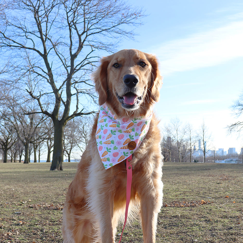 Easter Dog Bandanas 2-Pack Bunny Treats Set, Reversible Pink & Orange Triangle Scarves for Medium to Extra Large Dogs