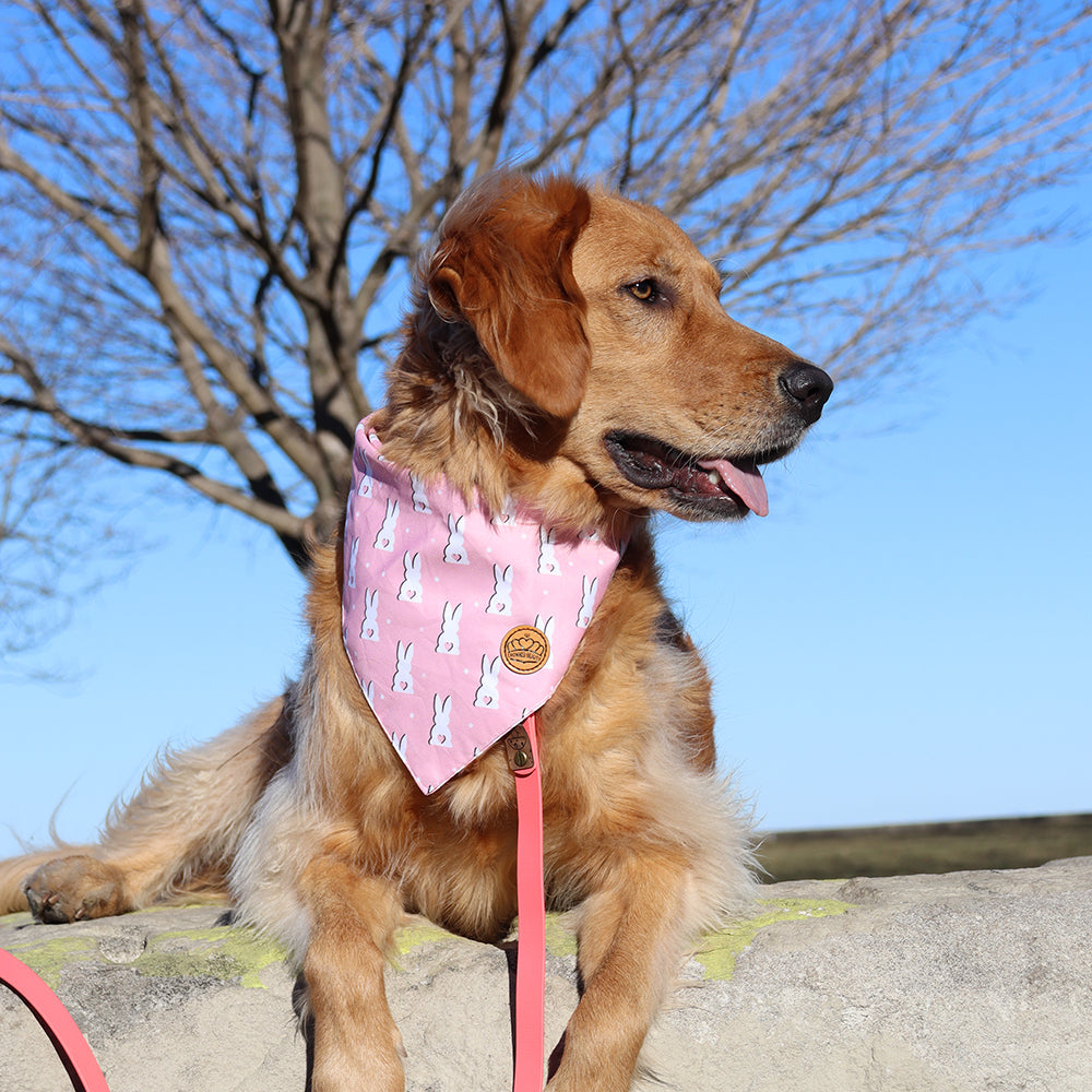 Easter Dog Bandanas 2-Pack Bunny Carrots Set, Reversible Pink & Blue Triangle Scarves for Medium to Extra Large Dogs