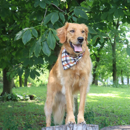 CROWNED BEAUTY Reversible Fall Dog Bandanas -Harvest Hues Set- 2 Pack for Medium to XL Dogs DB123