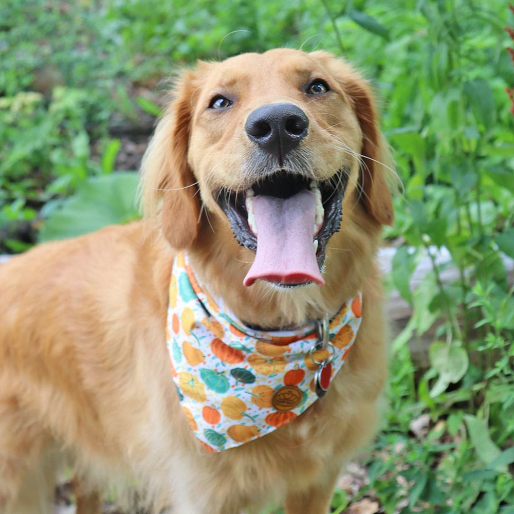 CROWNED BEAUTY Reversible Fall Dog Bandanas -Harvest Hues Set- 2 Pack for Medium to XL Dogs DB123