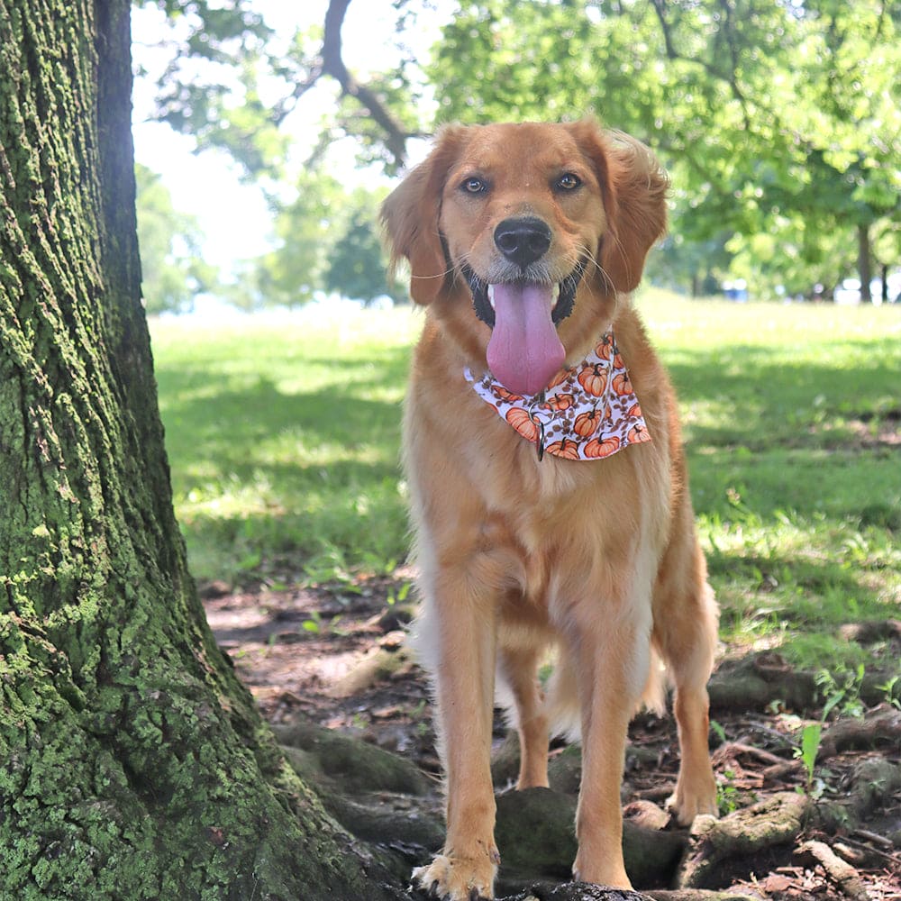 CROWNED BEAUTY Reversible Fall Dog Bandanas -Spice Styles Set- 2 Pack for Medium to XL Dogs DB124-L