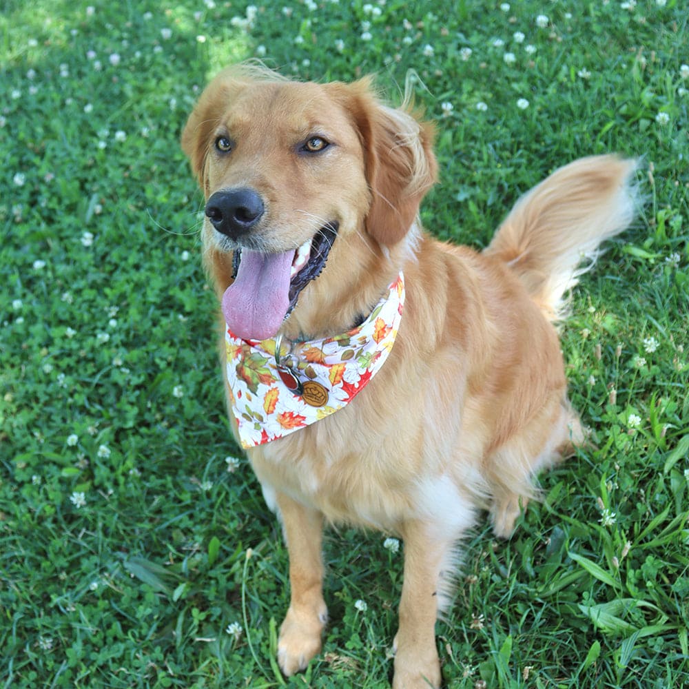 CROWNED BEAUTY Reversible Fall Dog Bandanas -Autumn Tails Set- 2 Pack for Medium to XL Dogs DB125