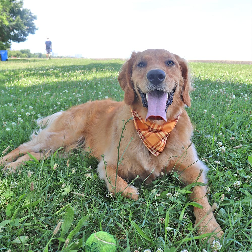 CROWNED BEAUTY Reversible Fall Dog Bandanas -Autumn Tails Set- 2 Pack for Medium to XL Dogs DB125