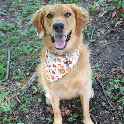 CROWNED BEAUTY Reversible Fall Dog Bandanas -Pawsome Harvest Set- 2 Pack for Medium to XL Dogs DB127