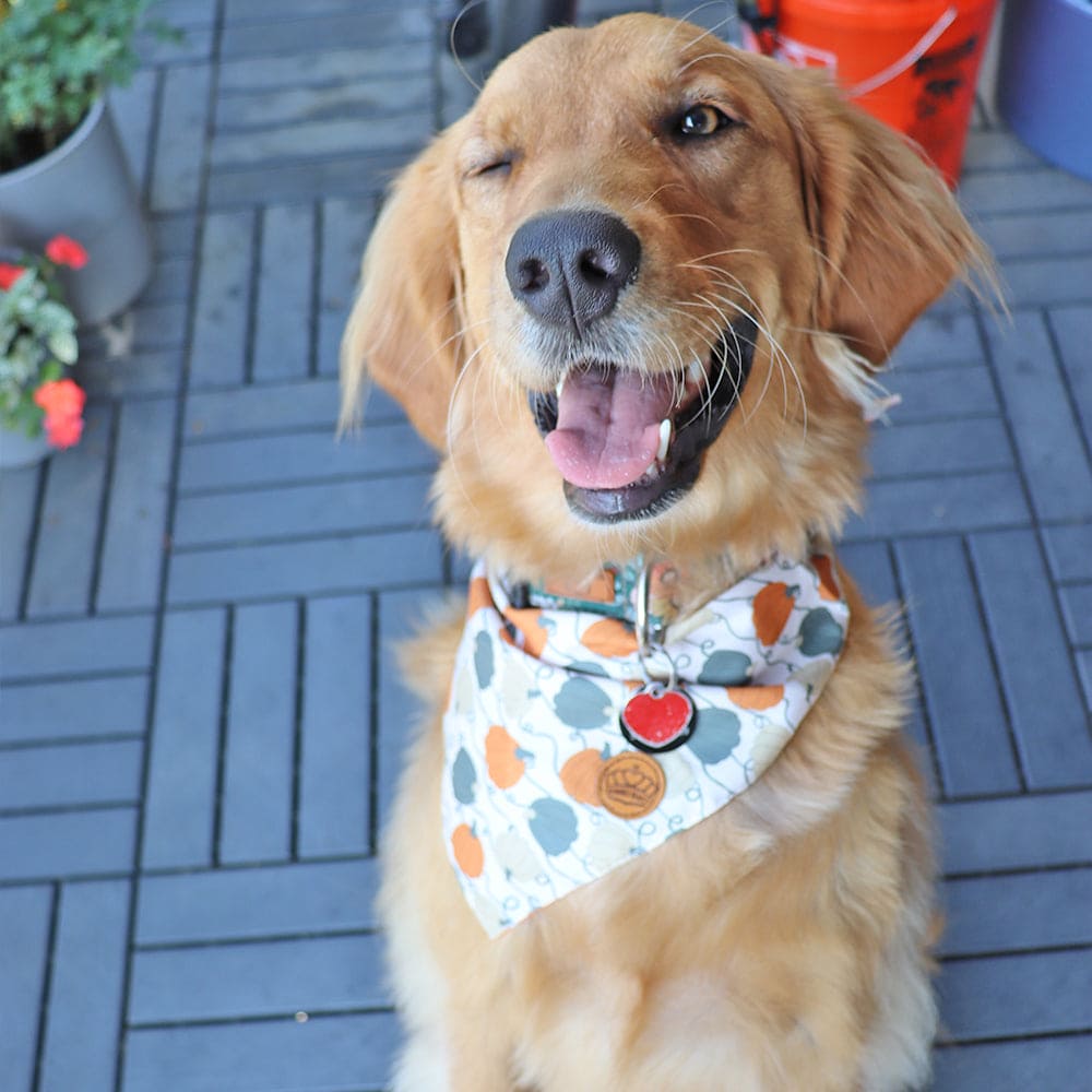 CROWNED BEAUTY Reversible Fall Dog Bandanas -Leafy Luxe Set- 2 Pack for Medium to XL Dogs DB128