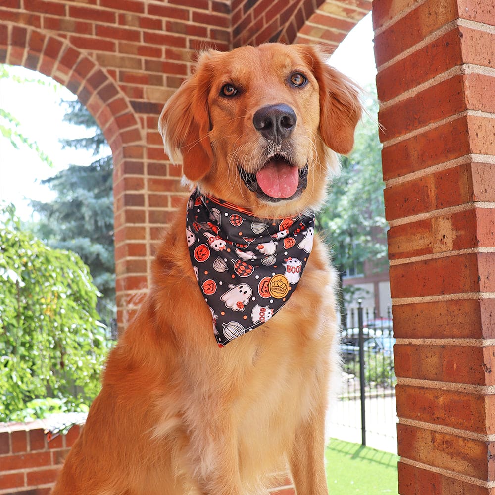 CROWNED BEAUTY Reversible Halloween Dog Bandanas -Spooky Paws Set- 2 Pack for Medium to XL Dogs DB133-L