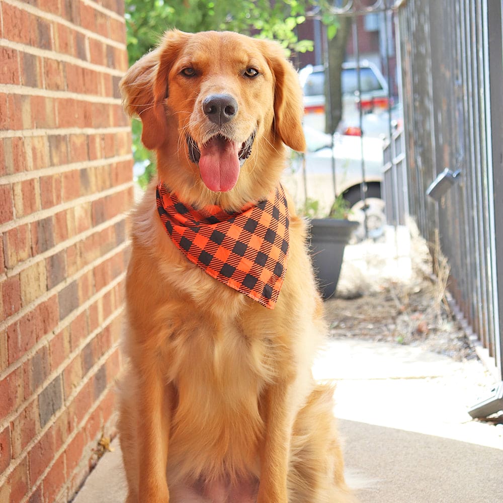 CROWNED BEAUTY Reversible Halloween Dog Bandanas -Spooky Paws Set- 2 Pack for Medium to XL Dogs DB133-L