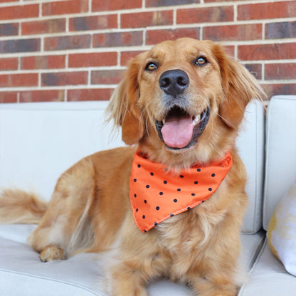 CROWNED BEAUTY Reversible Halloween Dog Bandanas -Spooky Whiskers Set- 2 Pack for Medium to XL Dogs DB135-L