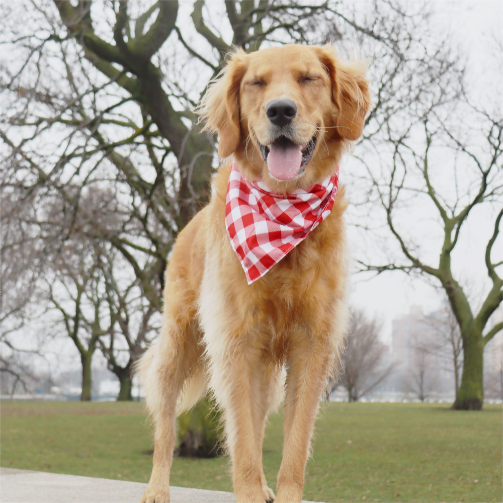 CROWNED BEAUTY Reversible Valentine's Day Dog Bandanas -Heart Sprinkles Set- 2 Pack for Medium to XL Dogs DB149-L