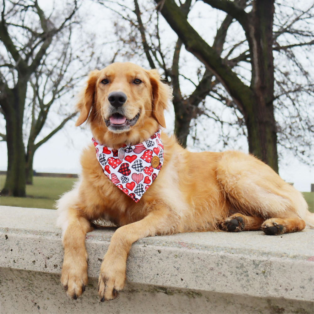 CROWNED BEAUTY Reversible Valentine's Day Dog Bandanas -Sweet Hearts Set- 2 Pack for Medium to XL Dogs DB150-L